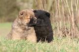 CHOW CHOW 232